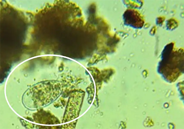 U. S. researchers find anaerobic fungi can degrade lignin